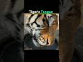 tigers tongue #shorts
