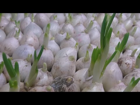 Лук Стардаст под искуственным освещением, выгонка - YouTube