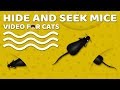 Cat games mouse  hide and seek mice for cats to watch  cat  dog tv