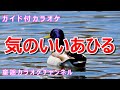 【カラオケ】気のいいあひる 日本の童謡 訳詞:雨宮すみ江 作曲:ボヘミヤ民謡