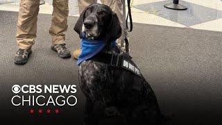 TSA throws retirement party for O'Hare Airport K-9 Panka