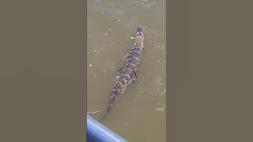 Thumbnail of Swamp Tours, New Orleans #usatravel