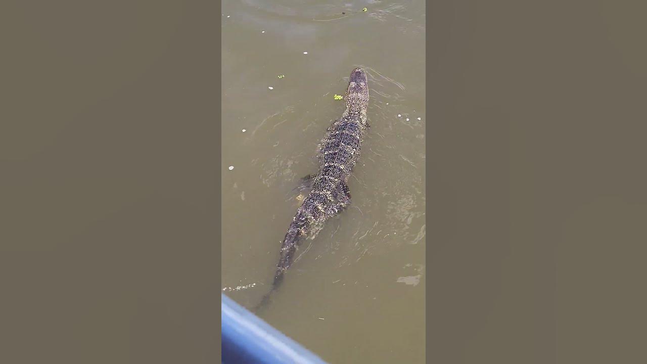 Swamp Tours, New Orleans #usatravel