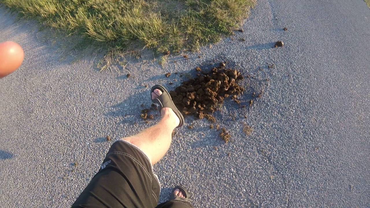 Assateague Horses giant poop YouTube