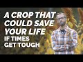 A Crop That Could SAVE Your LIFE If Times Get Tough!