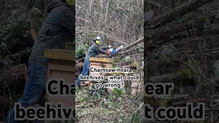 Cutting the fallen tree next to beehives - clearing up for summer