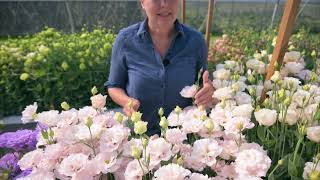 'Corelli™ II Pink' Lisianthus Variety
