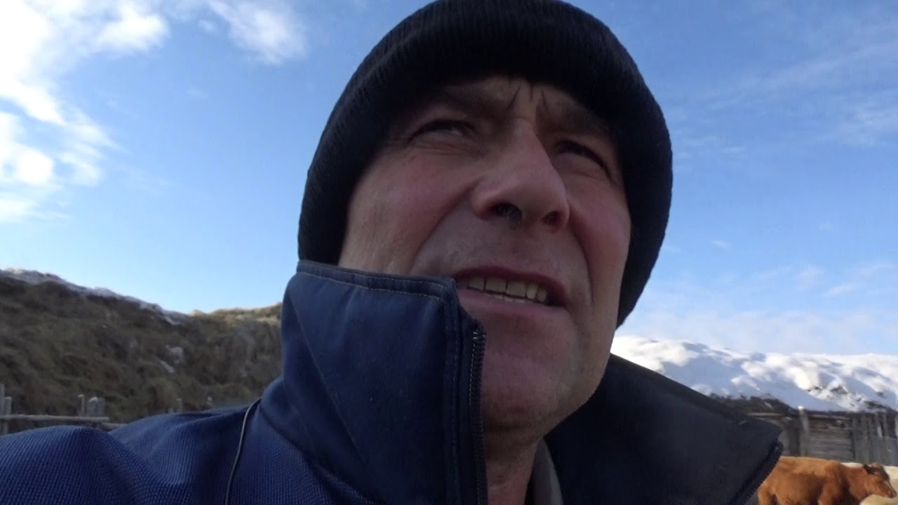 240 тонн сена на зиму какие породы коров у меня . - YouTube