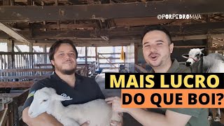 Como produzir ovinos de qualidade? Tudo sobre Ovinos aqui