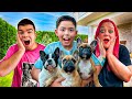 NUESTRAS NUEVAS MASCOTAS "LAS SUPERBULLS" BOMBÓN,BELLOTA Y BURBUJA!!!