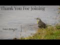 🐦💦Bird Bathing Pond (BirdOasis) Livestream | 📍Hoover, AL | Watch Birds Bathe 🐦💦