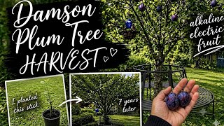 Damson Plum Tree Harvest from My Backyard Garden Orchard 🌳 | Squirrels Didn’t Get Them All!