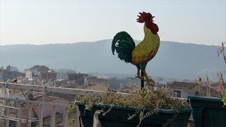 Miniatura del video "BON DIA!, EL MAKING-OF"