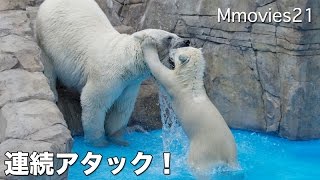 Attack Training　Polar Bears 浅瀬でアタック! ホッキョクグマ親子