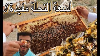 تحدي مواجهة النحل و أكل العسل من الخلية !! وادي قرن- الطائف | Saudi Honey experience