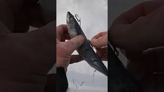 Best Dead Bait And Rigging For Ice Fishing! #shorts