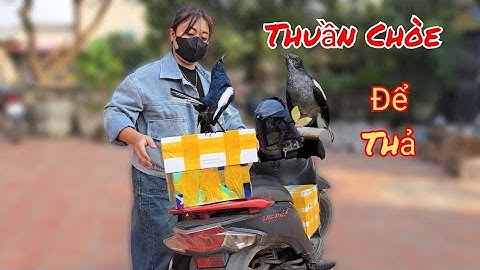 Avi Mới Thả Chim Đã Đẻ 2 Tổ Cặp Hồng Yến Lại Không Hợp Rùi / HIỆP CUỘI TV