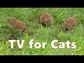 Cat TV ~ Mouse Squeaking Sounds for Cats  ⭐ 8 HOURS ⭐