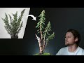 Creating an instant bonsai tree