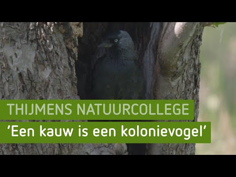 'Een kauw is een kolonievogel' | Thijmens Natuurcollege