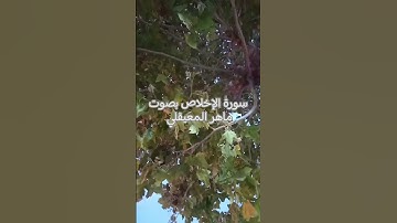 سورة الإخلاص بصوت ماهر المعيقلي... #القرآن_الكريم #تلاوة_خاشعة #اكسبلور #ماهر_المعيقلي