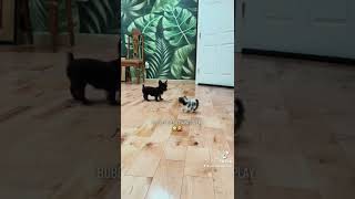 Bubbles Tiny 11 Week Yorkie Puppy