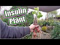 What Is Insulin Plant And Why Should You Grow It?