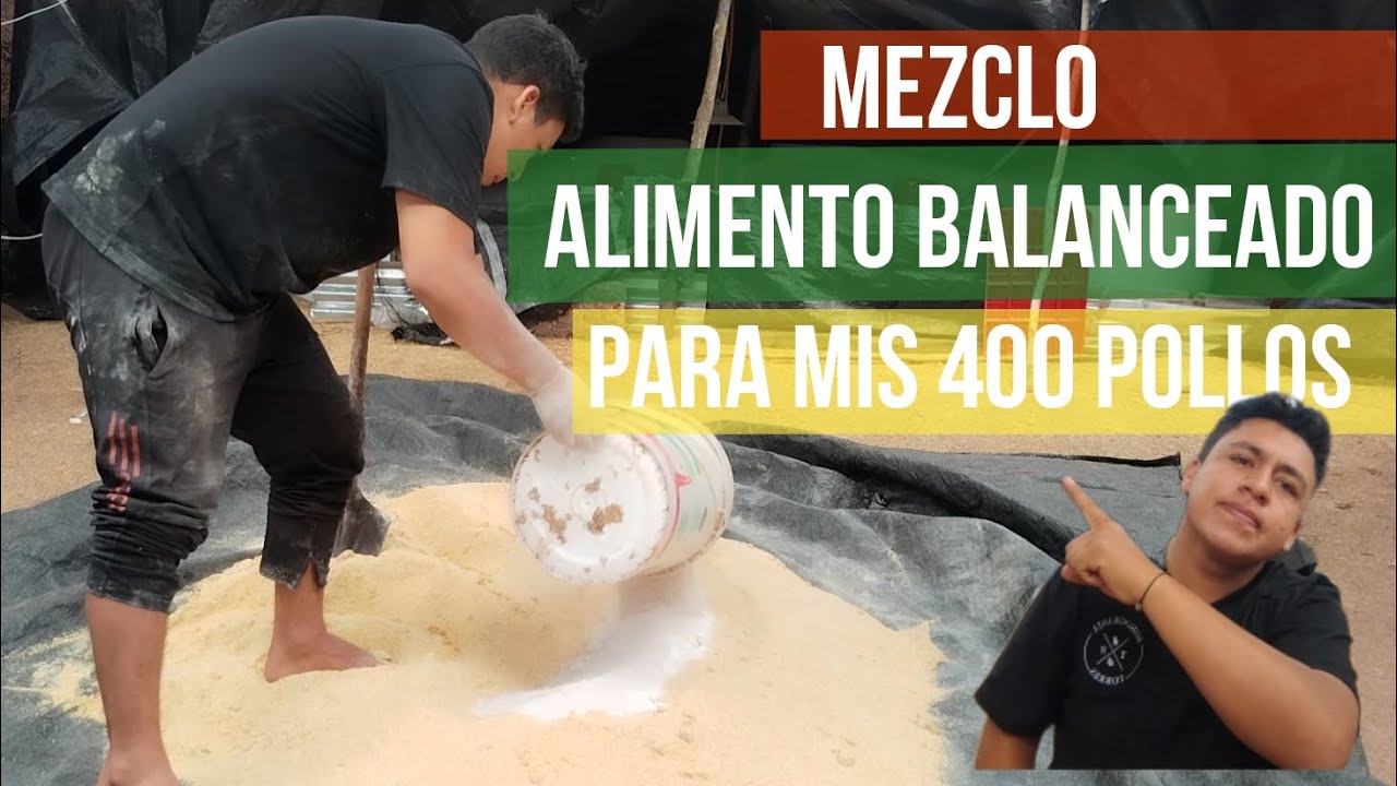 mezclo ALIMENTO BALANCEADO para POLLOS de engorde en la sierra 🐥