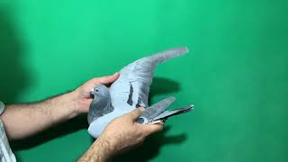 16 Tr 21 270506 Erkek