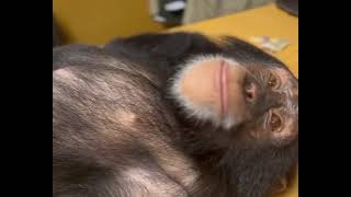 chimpanzee eating peach by ZWF MIAMI 1,832 views 1 year ago 20 seconds