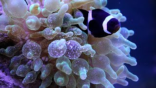 Clown Fish and Anemone Hosting