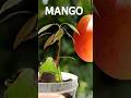 ЁЯенHow To Grow Mango From Seed ЁЯенHow To Grow Mango From Seed