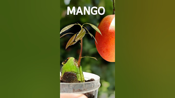 🥭How to grow Mango from Seed