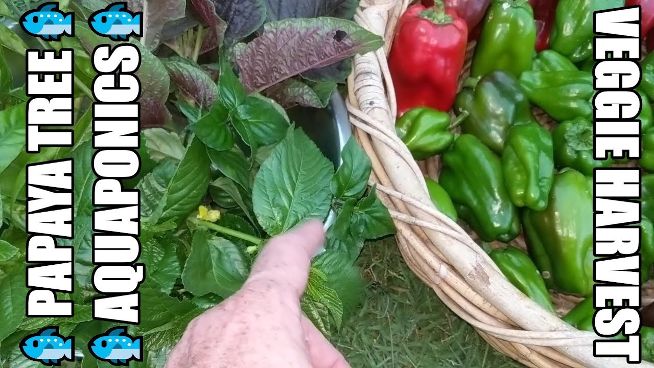 update vlog aquaponic system - vegepod harvest