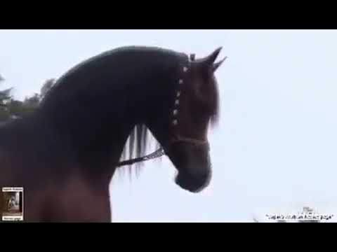 الخيل الاصيلة اناشيد جميله