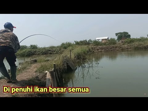 Ikan Mujair Di Tambak