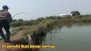 SENSASI MANCING IKAN MUJAIR BABON DI TAMBAK