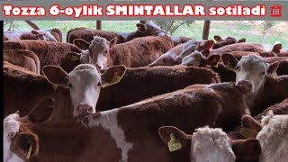 Shoshiling SMINTAL mollar sotiladi ☎️ TOZZALARIDAN