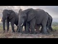 Khanyisa takes a flying run into the new day and the female elephants enjoy a peaceful dust bath