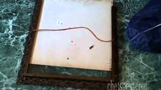 Got Roaches--Watch This--Chet's Pest Control, Tampa, Florida