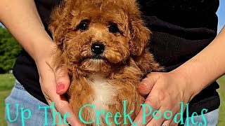 Red Poodle Puppy! by Up The Creek Poodles 166 views 3 weeks ago 1 minute, 2 seconds