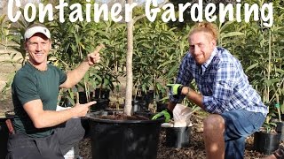 Container growing a fruit tree. how to grow tropical trees in pots or
containers! there are many benefits ...