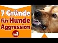 Aggressive Hunde ✔ Stephanie nennt 7 Gründe für Hunde Aggression - Teil #1 ✔