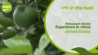 SPN in the Field, Citrus – Florida, USA