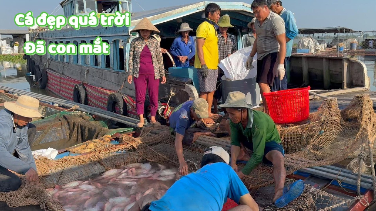 Xuất cá tại bè, nhìn thành quả mà mừng quá trời #ngườiđồngtháp