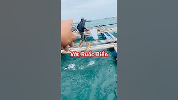 @thuysanwork full video thu hoạch Ruốc Tép Biển vào mùa ở bè Cá Bớp Miền Trung #ruocbien #cabop
