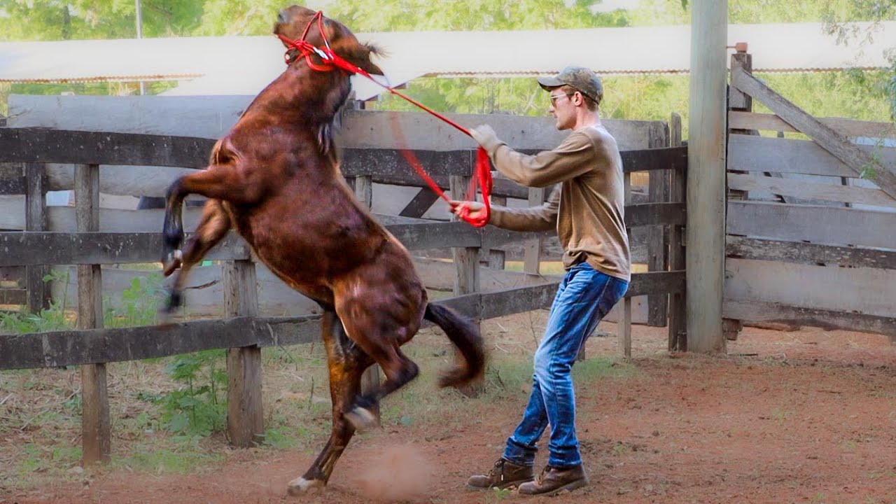 Day 2 Training A DISRESPECTFUL Pony! (He’s STILL CRAZY!)| Foal Training [EP3]