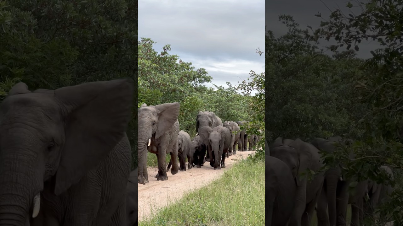 Grace in Motion: A Majestic Herd of Elephants Roaming Free in the Wild