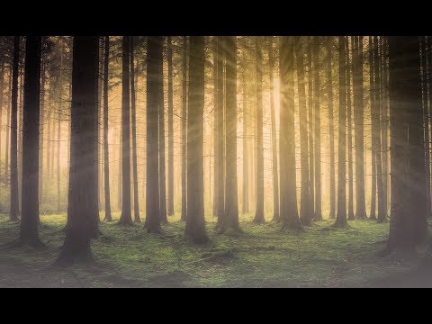 Video: Kauneimmat metsät Washingtonin osav altiossa