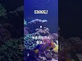 海水水槽✖︎ 宇多田ヒカル/桜流し